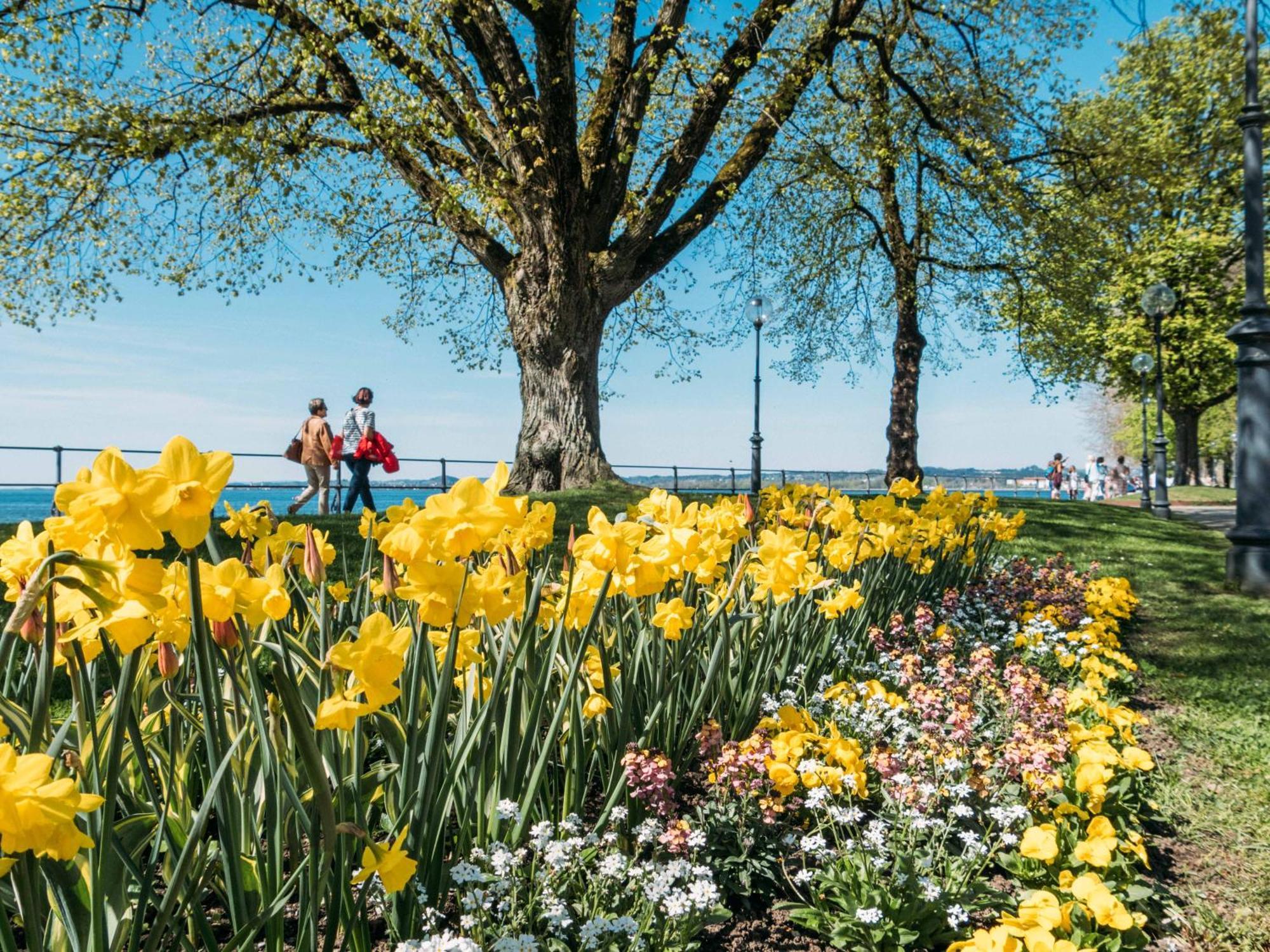Seeblick Bregenz - Mit Parkgarage المظهر الخارجي الصورة
